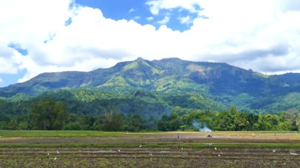 Plantación de arroz en Sri Lanka — Vídeo de stock