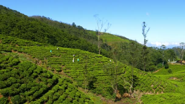 Sri Lanka Mujeres cosecharon hojas de té — Vídeos de Stock