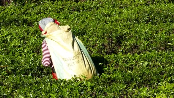 Mujer de Sri Lanka cosechó hojas de té — Vídeos de Stock