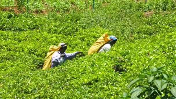 Женщины из Шри-Ланки собирали чайные листья — стоковое видео