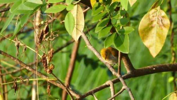 Oriental white-eye bird — Stock Video