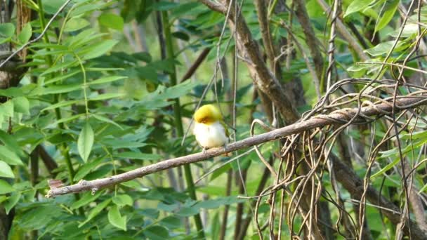 Gangesbrilvogel vogel — Stockvideo