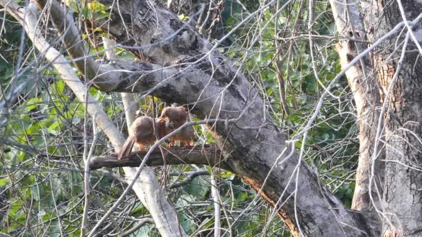 Selva balbuceador aves — Vídeos de Stock