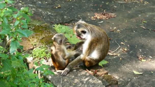 Macacos macacos engraçados — Vídeo de Stock
