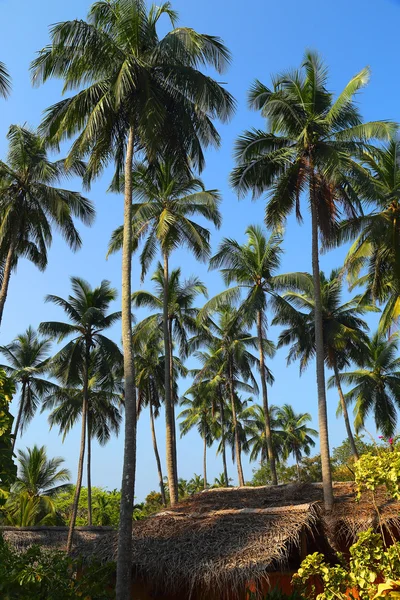 Hut under coconut palms — Stock Photo, Image