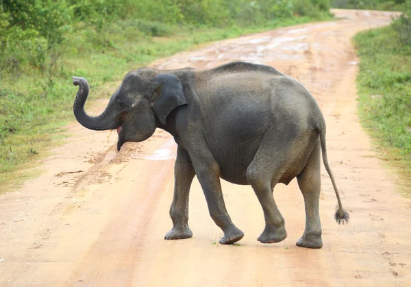 Giovane elefante che attraversa la strada — Foto Stock