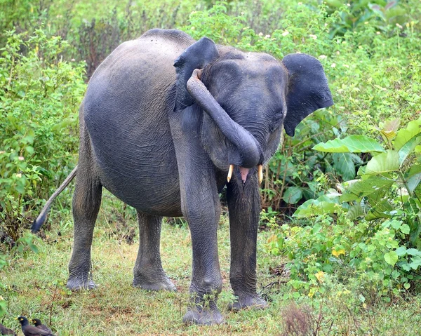 Young indian elephant in jungle — Stock Photo, Image