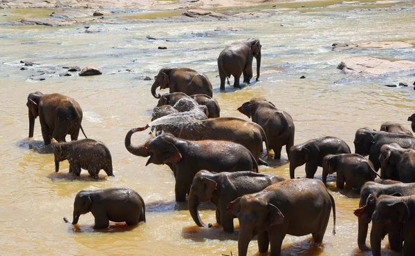 Elefanti che si bagnano nel fiume — Foto Stock
