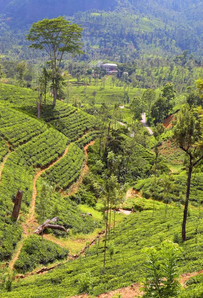 Piantagione di tè in Sri Lanka — Foto Stock