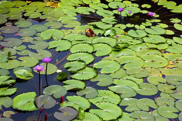 Lago con flores de loto —  Fotos de Stock