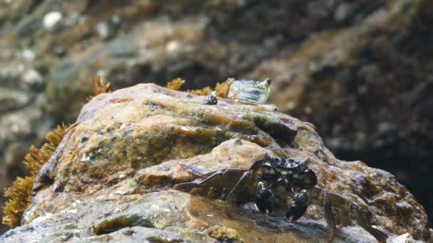 海岸で食べるカニ — ストック動画