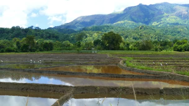 Berglandschap met rijst plantage — Stockvideo