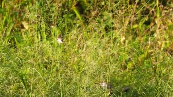 Corn Bunting fåglar — Stockvideo