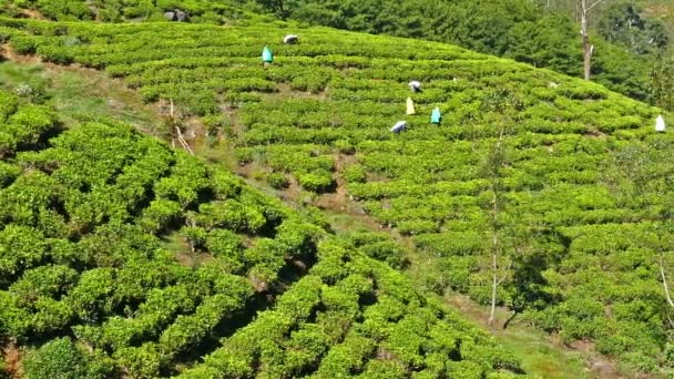 Mujeres de Sri Lanka cosecharon té — Vídeos de Stock