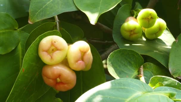 Manzanas rosadas en el árbol — Vídeos de Stock