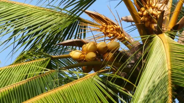 ココナッツ椰子の木に — ストック動画