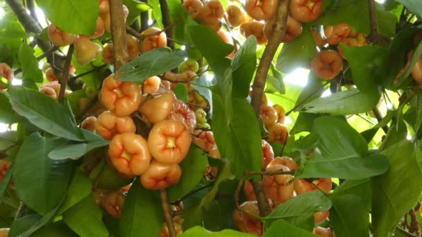 Manzanas rosadas en el árbol — Vídeos de Stock