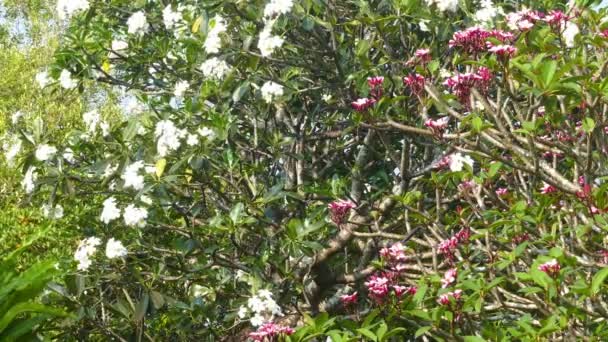 Plumeria beyaz ve kırmızı dalları — Stok video