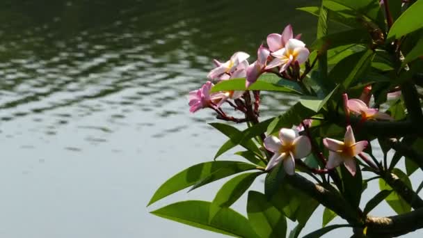 Grenar av blommande plumeria — Stockvideo