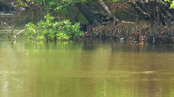 Рибний бриз на озері — стокове відео
