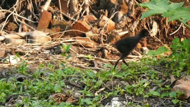 Vitbröstad Waterhen fågel — Stockvideo