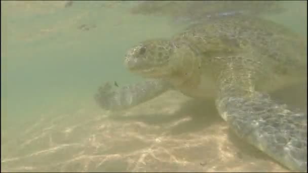 Large sea turtle underwater — Stock Video