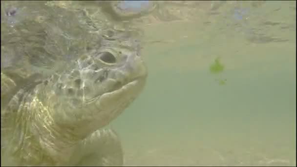 Grande tartaruga marina sott'acqua — Video Stock