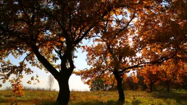 Осенние деревья с сияющим солнцем — стоковое видео