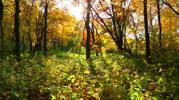 Bosque de otoño con sol brillante — Vídeo de stock