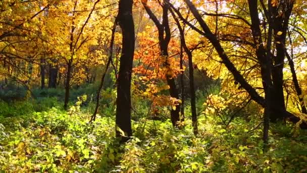 Autumn forest with sun shining — Stock Video