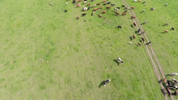 Выпас коров на пастбище у озера — стоковое видео