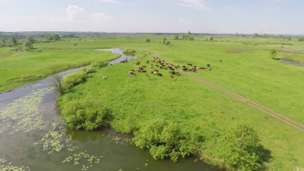 Vacas pastando en pastos cerca del lago — Vídeo de stock