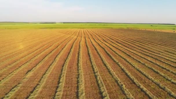 Vliegen over hooibalen in veld — Stockvideo