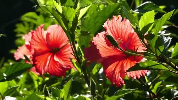 Flores vermelhas de hibisco — Vídeo de Stock