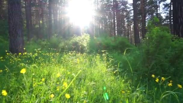 Våren trä landskap — Stockvideo