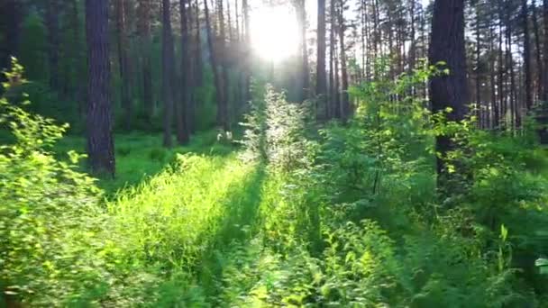 Primavera paisagem de madeira — Vídeo de Stock