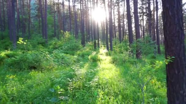 Primavera paesaggio in legno — Video Stock