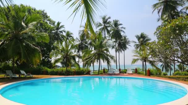 Piscina y palmeras — Vídeos de Stock