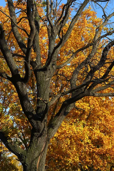 Tronc de chêne et feuilles jaunes — Photo