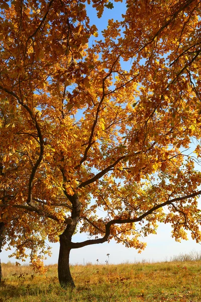 잎이 노란 오크 — 스톡 사진