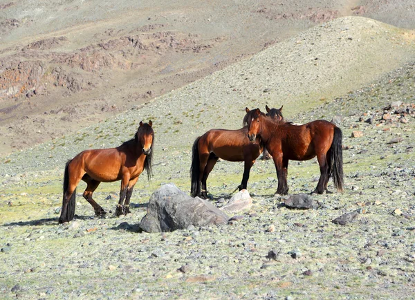 Hree horses in Altai mountains — 图库照片