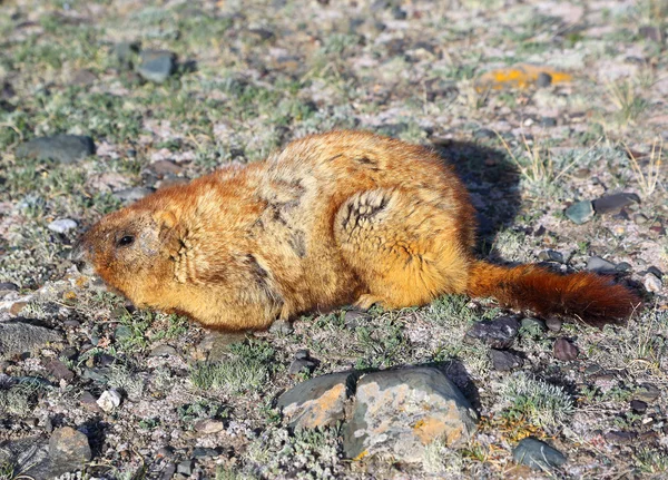 Marmota sentada sobre rochas — Fotografia de Stock
