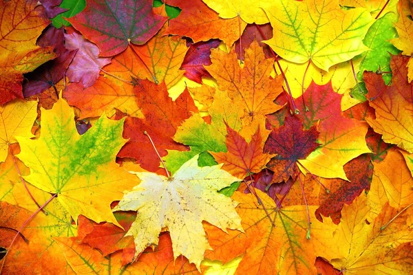 ᐈ Fall leaves stock photos, Royalty Free falling leaves images ...