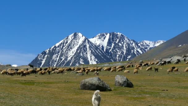 Rebanho de ovelhas e cães em pastagens de montanha — Vídeo de Stock
