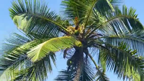 Coconut palm tegen hemel — Stockvideo