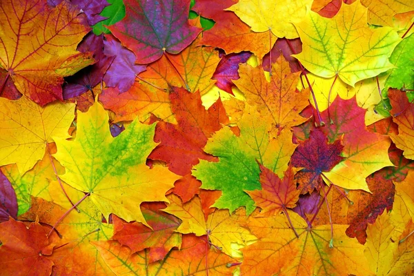 Autumn leaves background