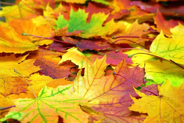 Herbstblätter — Stockfoto