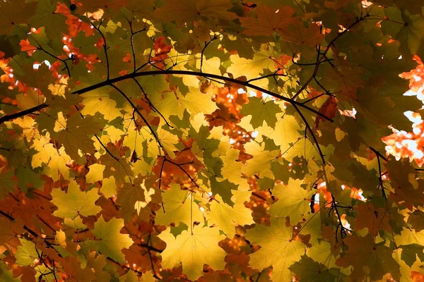 Höst löv på träd — Stockfoto