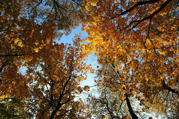 Folhas de outono em árvores sob o céu — Fotografia de Stock