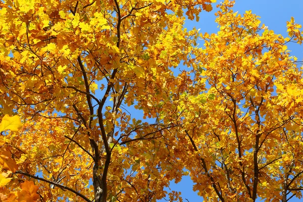 Folhas de outono em carvalho — Fotografia de Stock